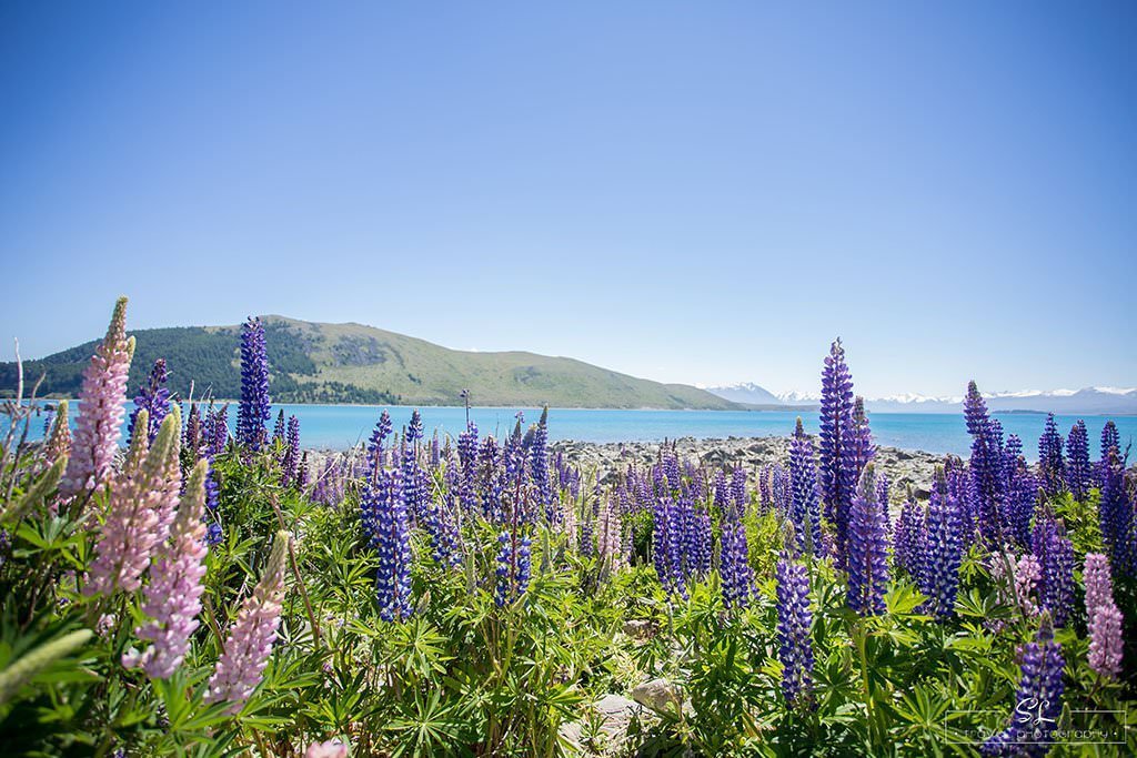 紐西蘭 | 蒂卡波湖 Lake Tekapo | 落在人間天堂中的魯冰花 Lupinus