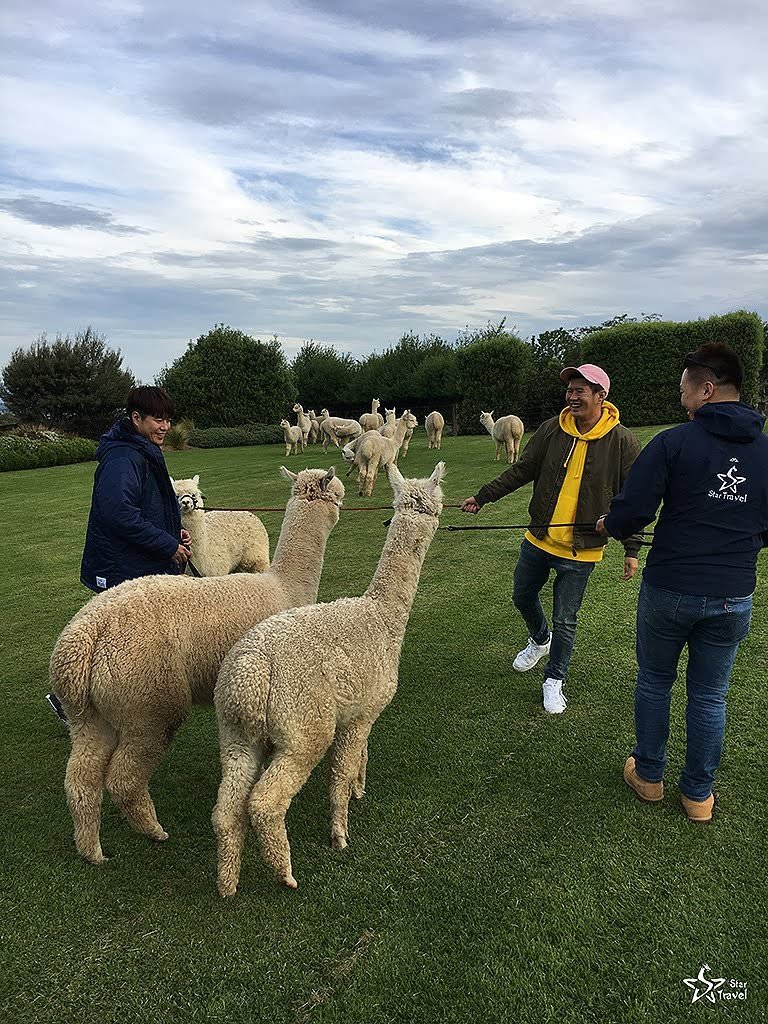 紐西蘭旅團 | 跟著 Star Travel 紐西蘭旅遊達人 x 愛玩客腳步一起旅行趣 | 拜訪紐西蘭可愛動物－羊駝農莊
