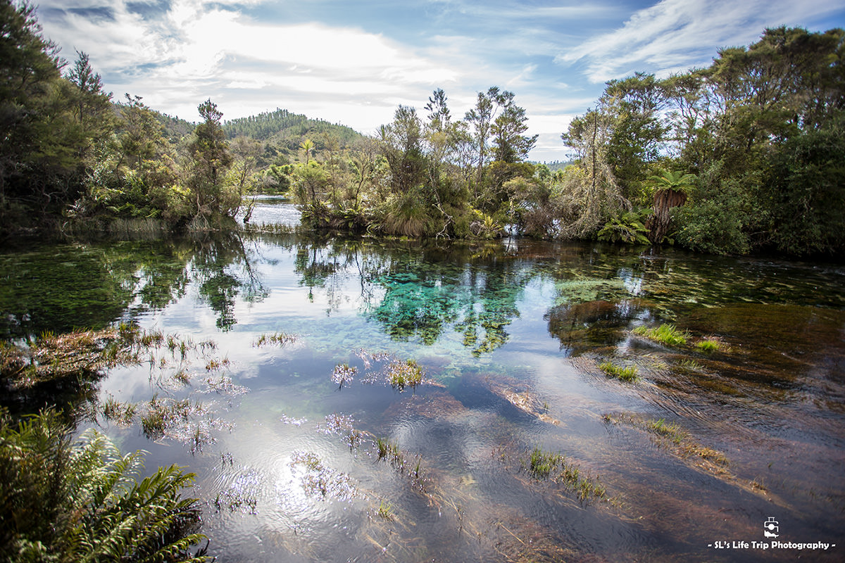 紐西蘭 | 塔卡卡 Takaka | 南半球最大的清澈冷泉－蒂懷科魯普普泉 Te Waikoropupu Springs